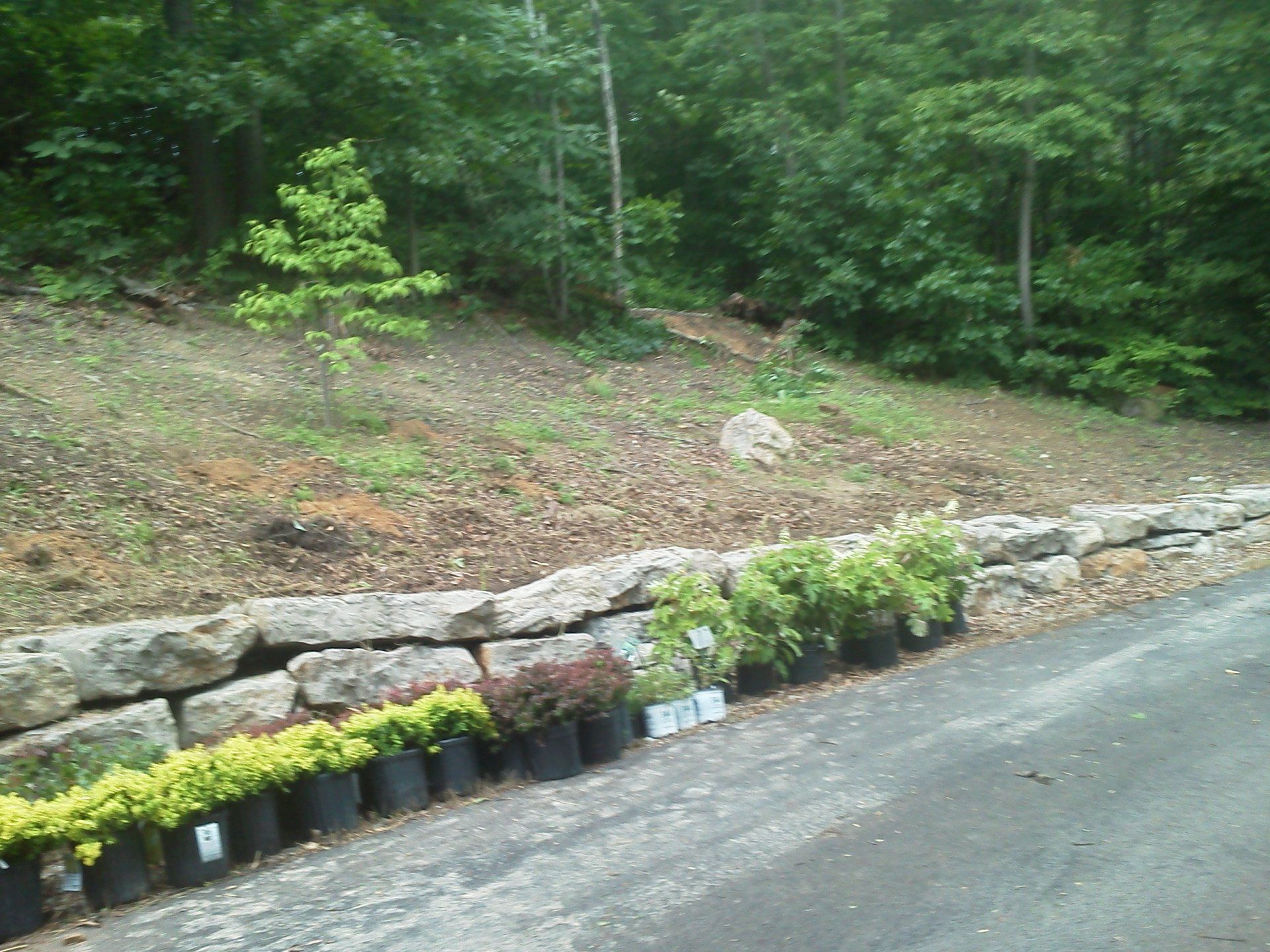 A row of potted plants on the side of a road next to a stone wall.