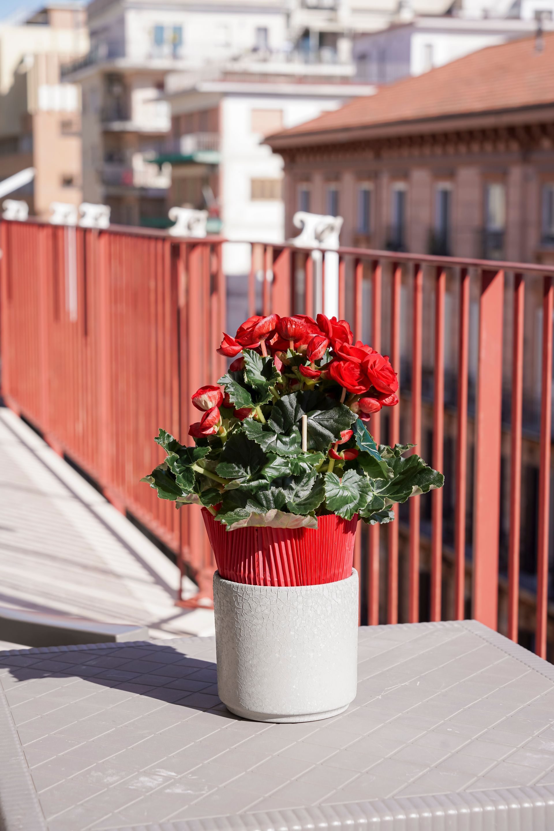 Una pianta in vaso con fiori rossi è appoggiata su un tavolo.