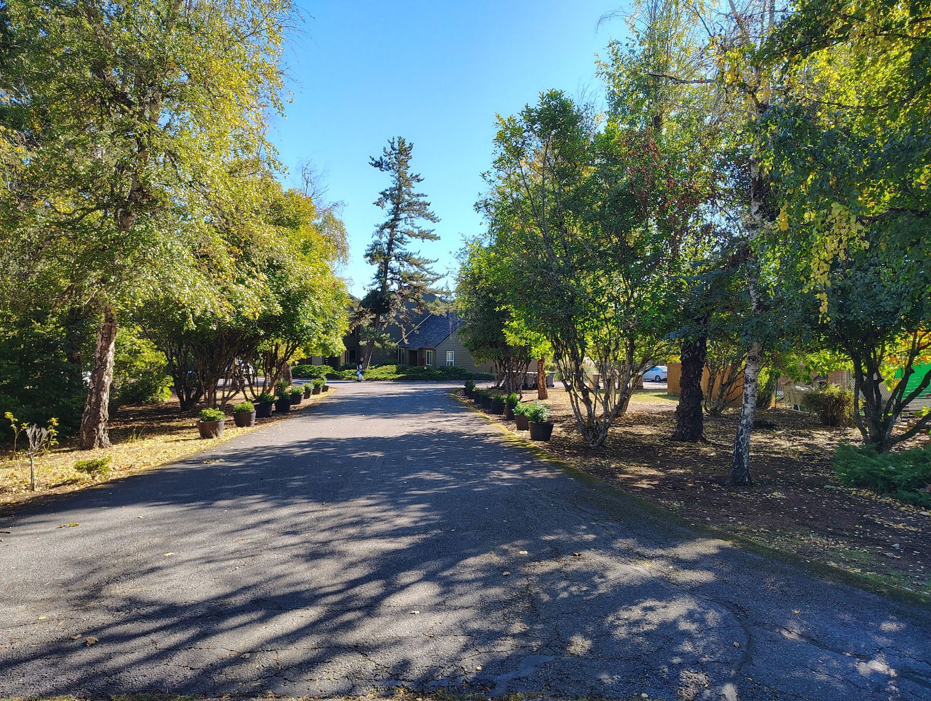 Elmwood Village road photograph