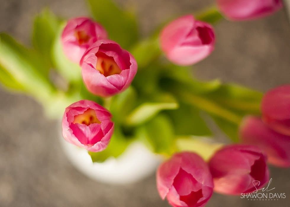 Pink flower buds on a green stem against a blurred background