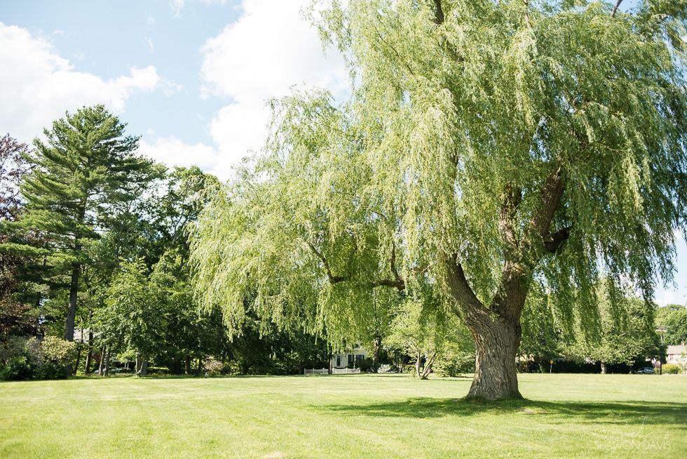 Sunlit park with a large willow tree and open green lawn under a partly cloudy sky