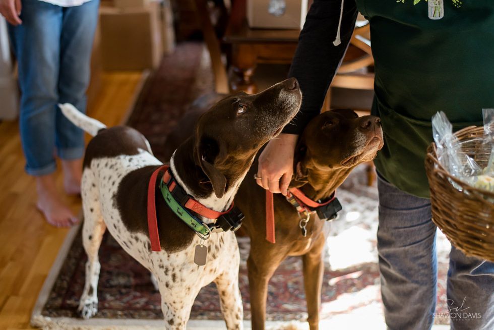 Two dogs on leashes in a cozy indoor setting, looking up at a person nearby
