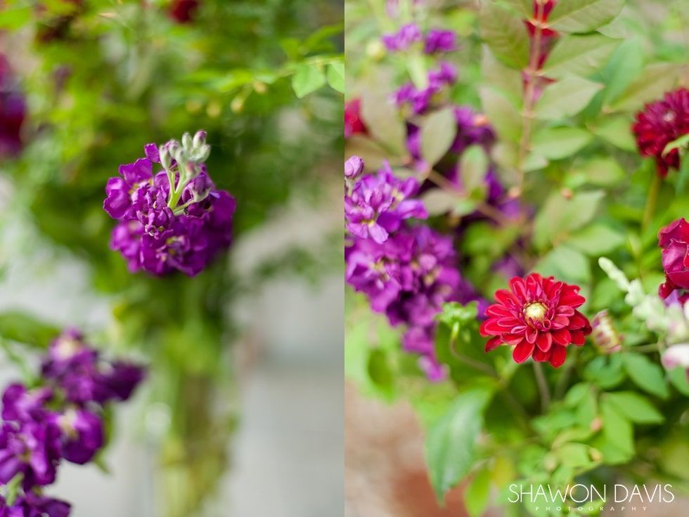 Purple and red flowers blooming in a garden with soft green foliage background