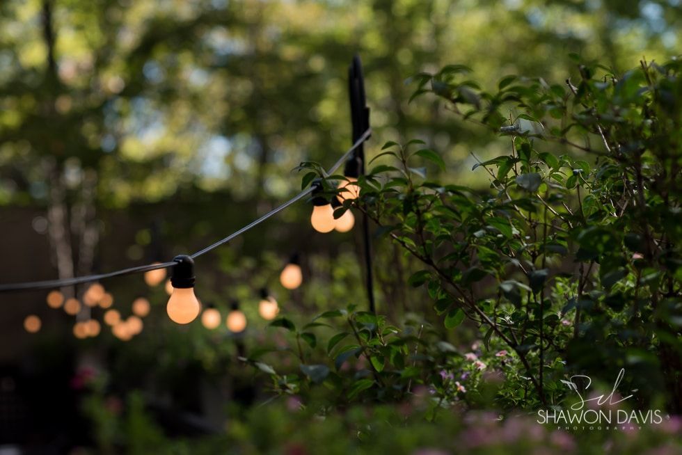 Warm string lights hanging among green foliage at dusk outdoors