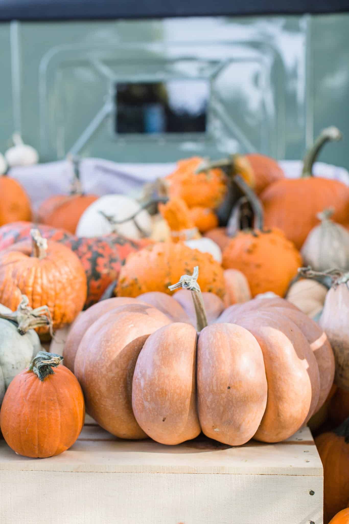 Pumpkins and gourds piled on a table at an outdoor market, with a large tan pumpkin in front