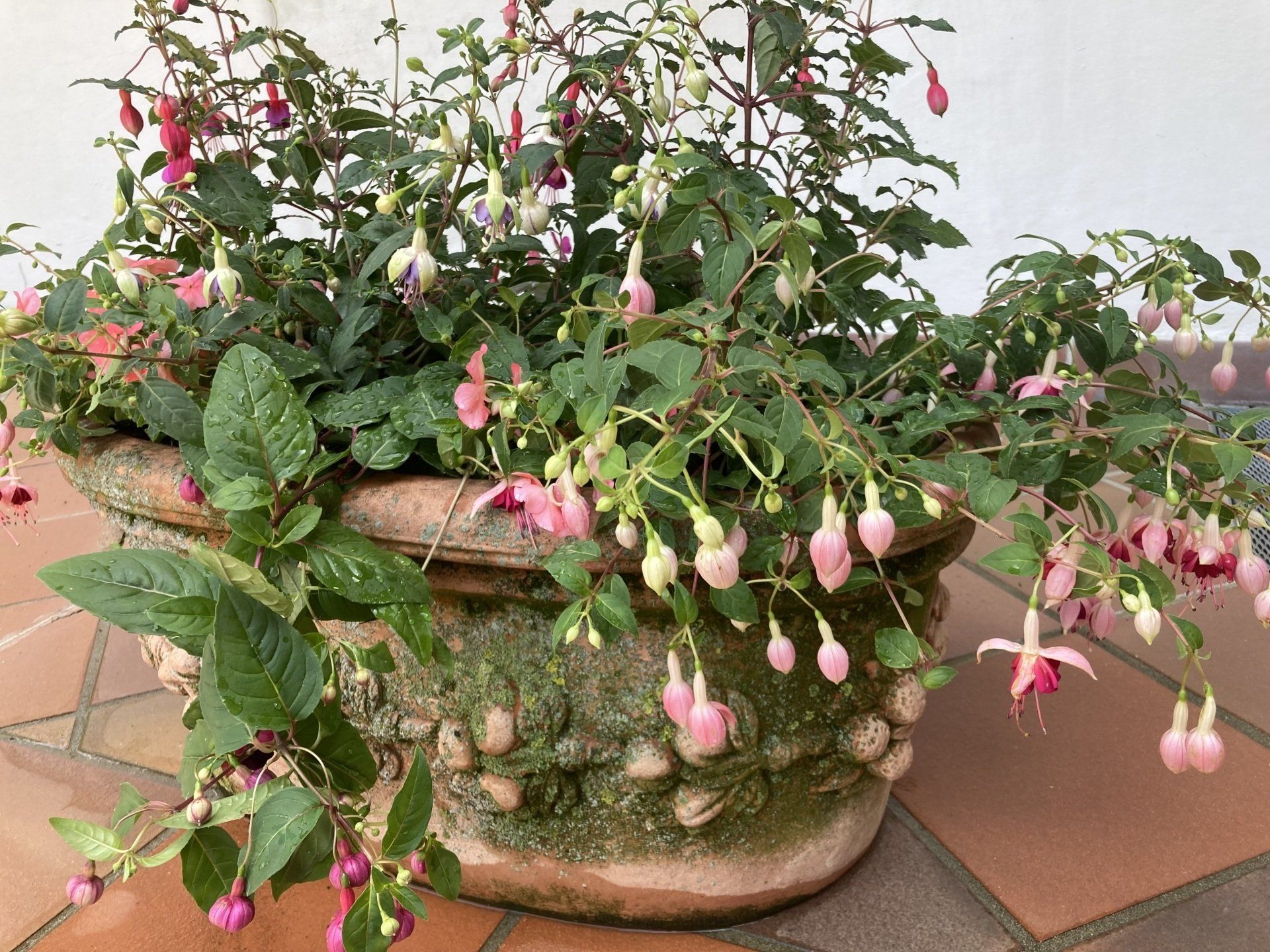 Fuschsia im Kübel