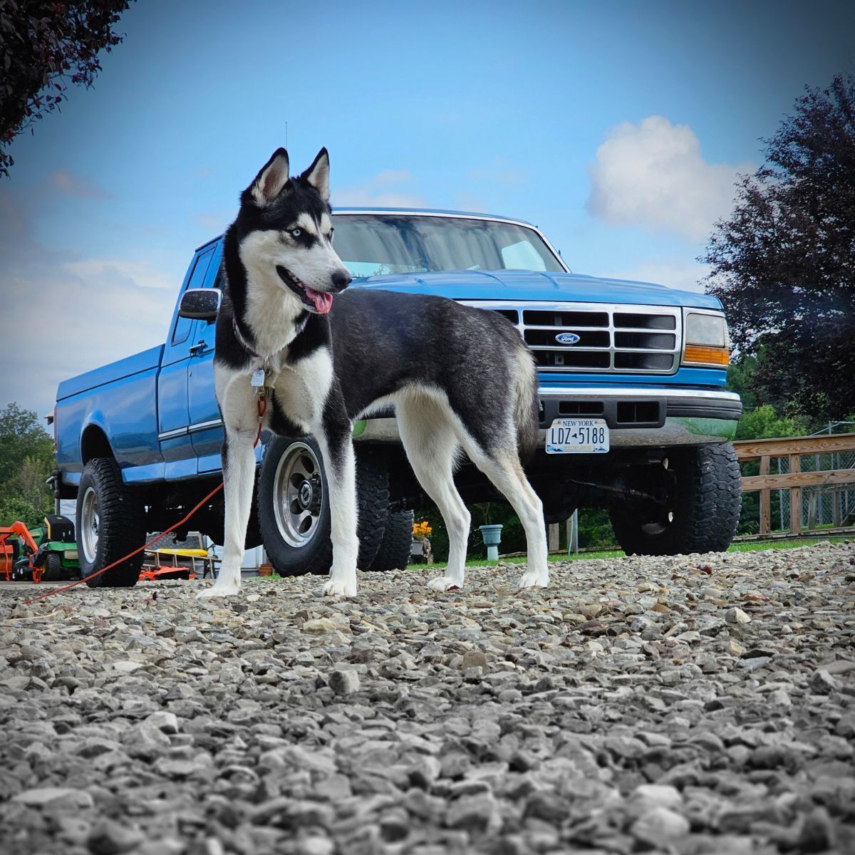 Husky dog standing in front of a blue pickup truck | Welch's Auto