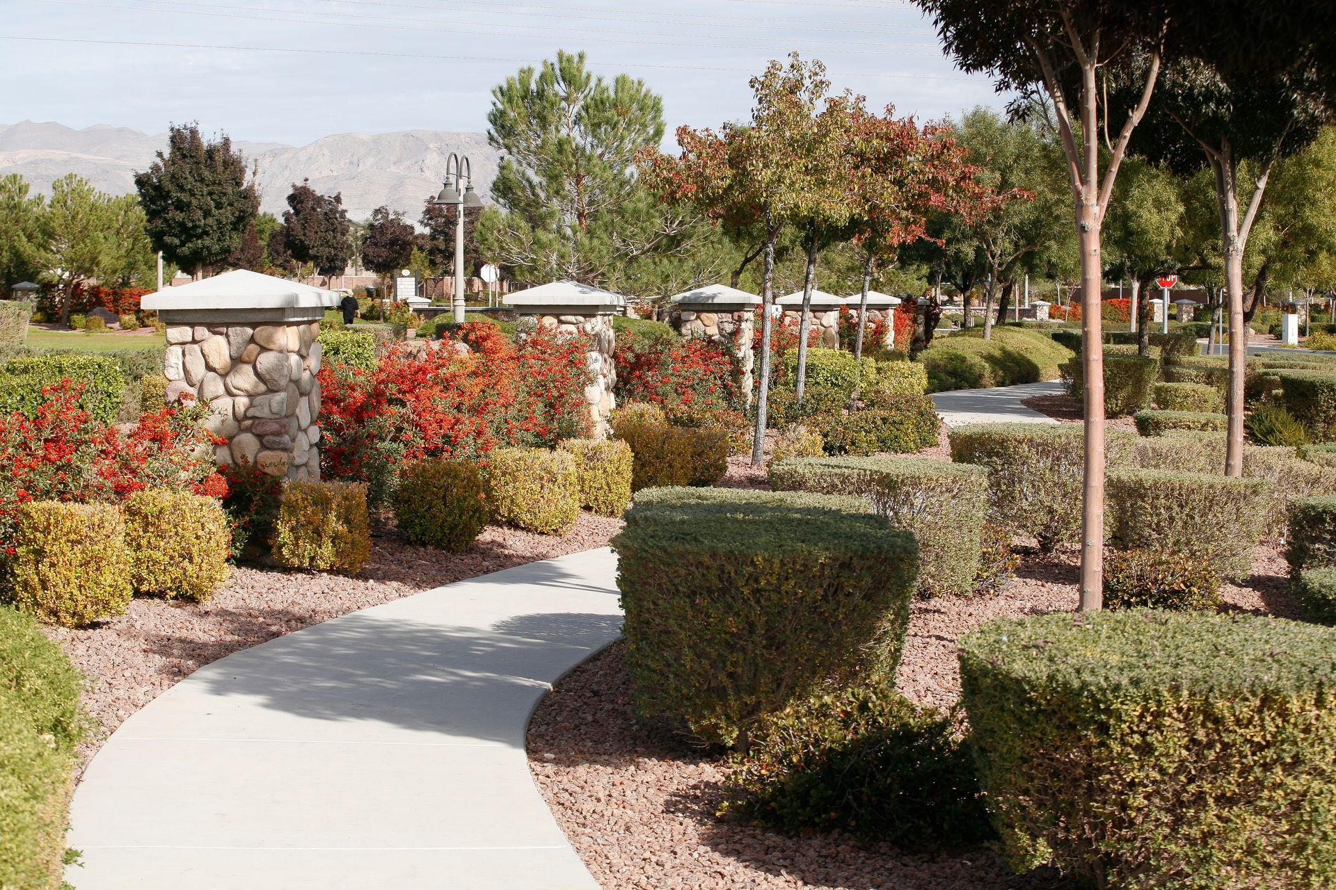 A path in a park surrounded by bushes and trees