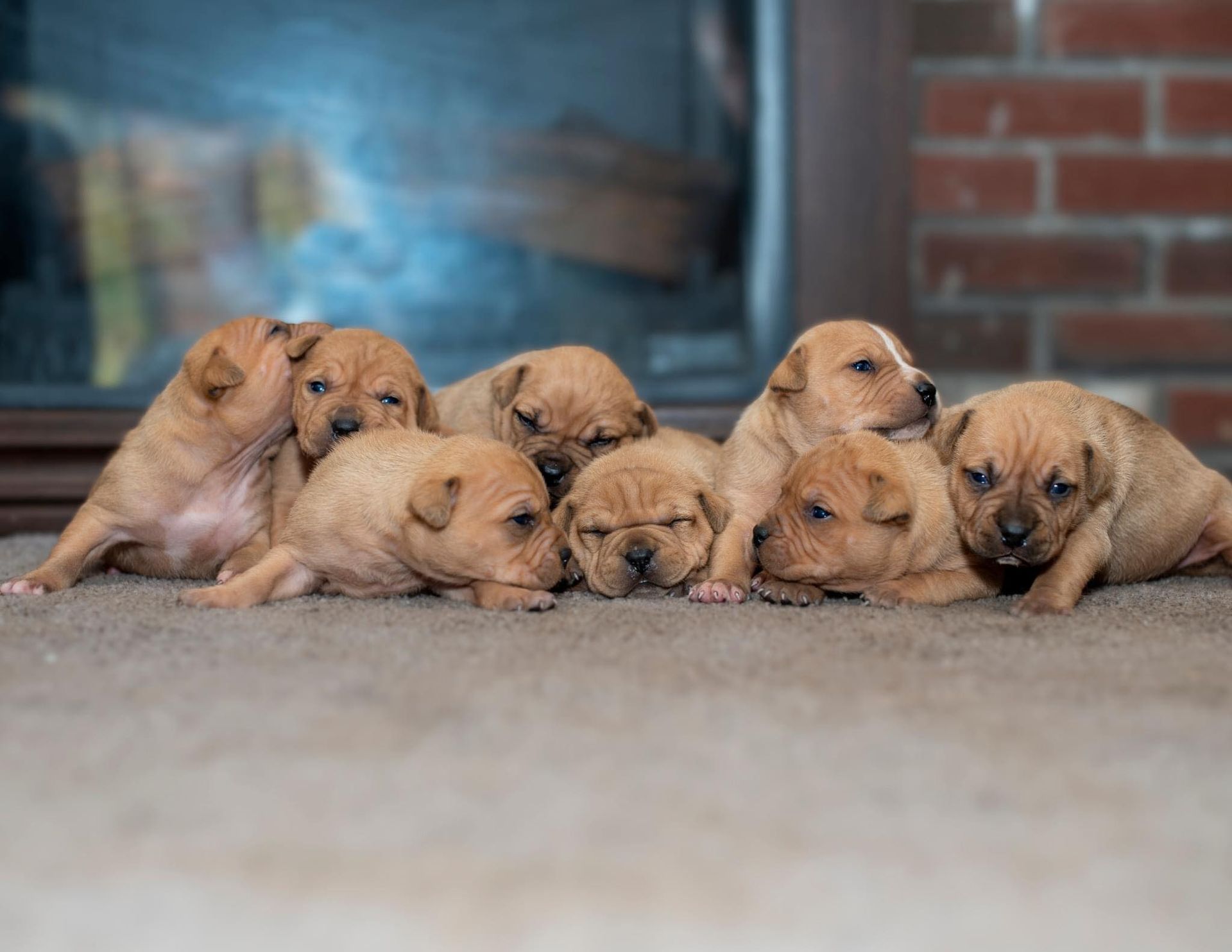 Sleeping Puppies — Middleborough, MA — G-Force Kennels