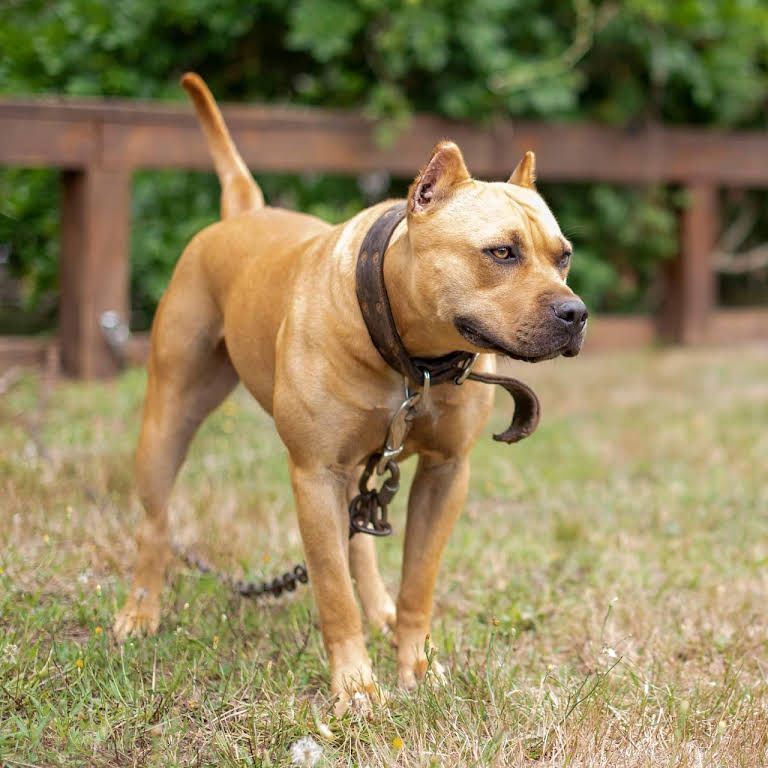 Brown Pitbull with Leash — Middleborough, MA — G-Force Kennels