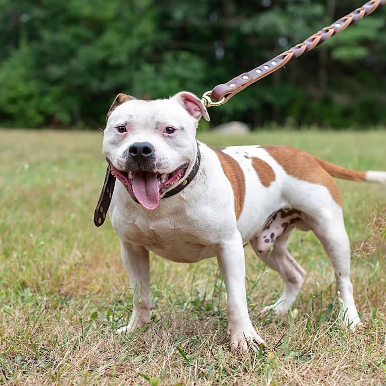 Mall Pitbull — Middleborough, MA — G-Force Kennels