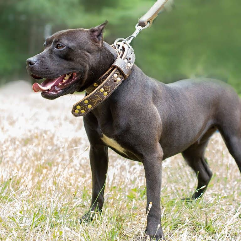 Black Pitbull — Middleborough, MA — G-Force Kennels