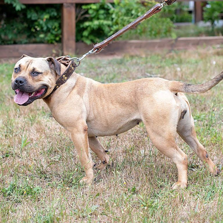 Dog with Leather Collar — Middleborough, MA — G-Force Kennels