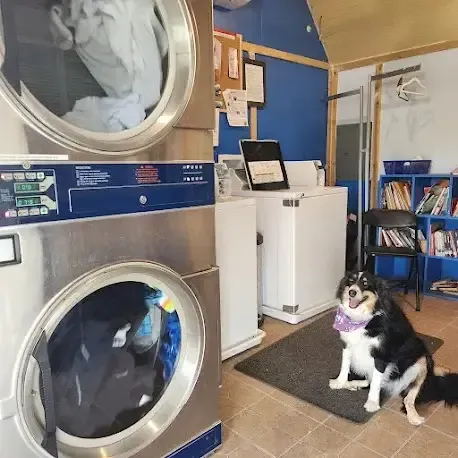 Black-and-tan dog sitting in a laundromat beside stacked dryers and a washing machine