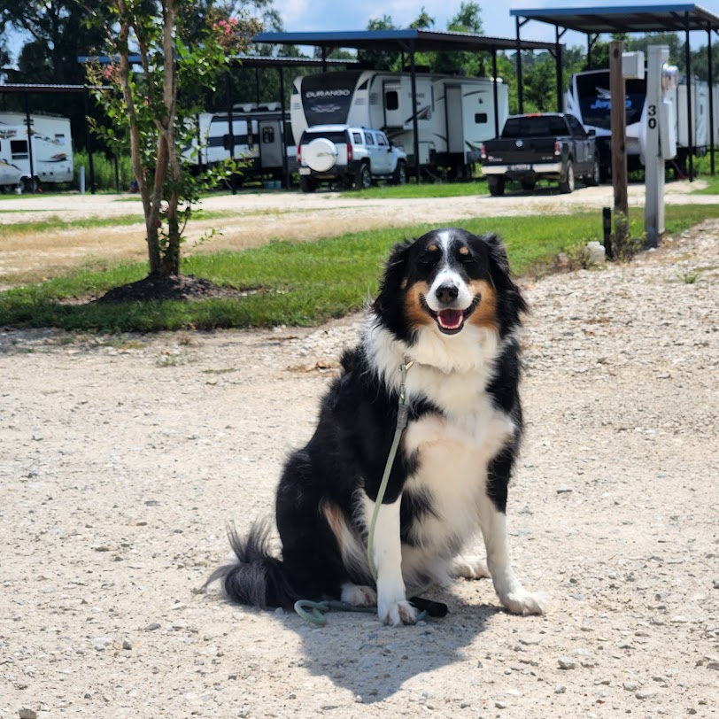 Black, white, and tan dog sitting on gravel outdoors near parked trucks, tongue out and looking at camera