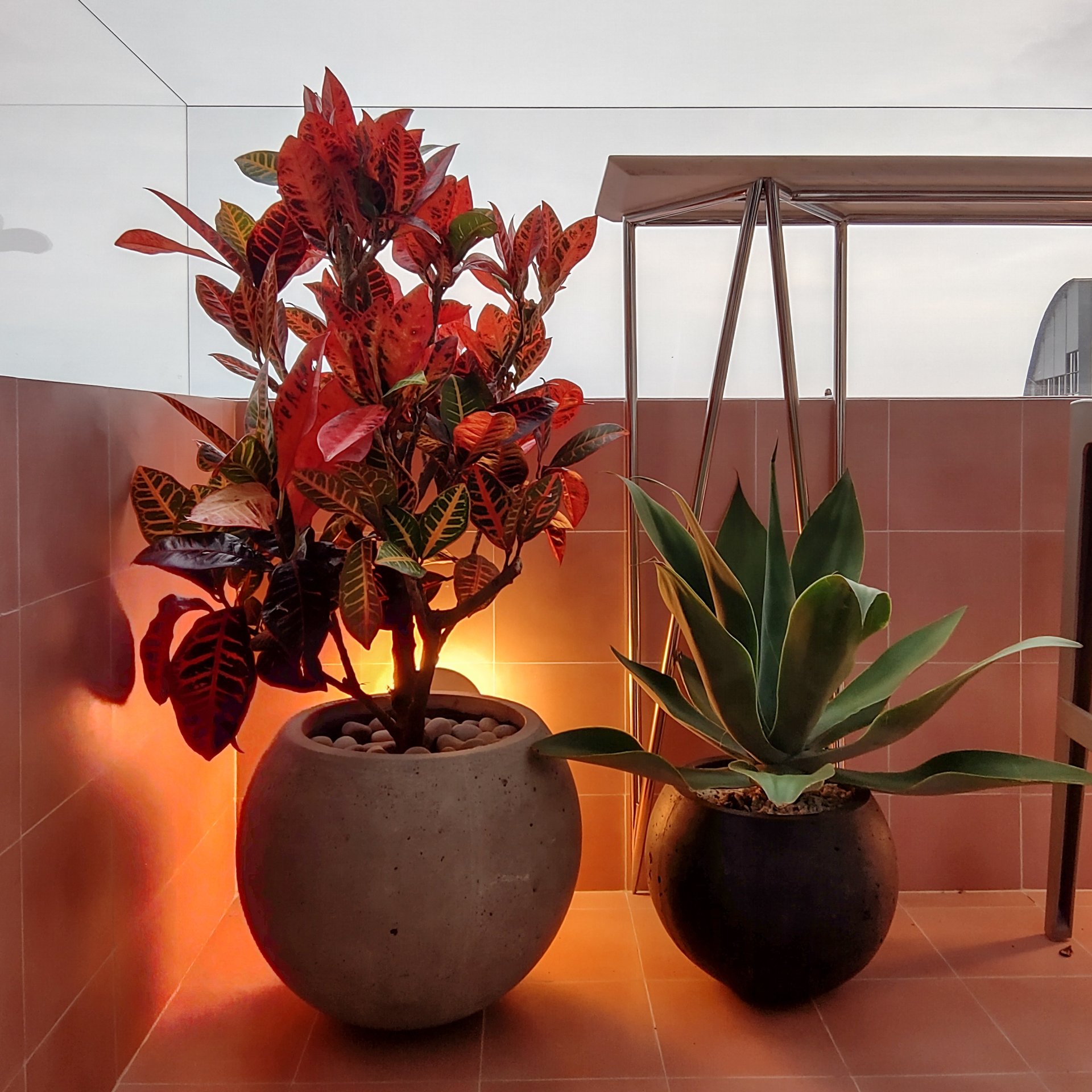 Dos plantas en macetas están una al lado de la otra sobre un suelo de baldosas.