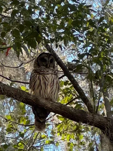 Barred owl perched on a tree branch, looking forward. Brown and white feathers, daytime.