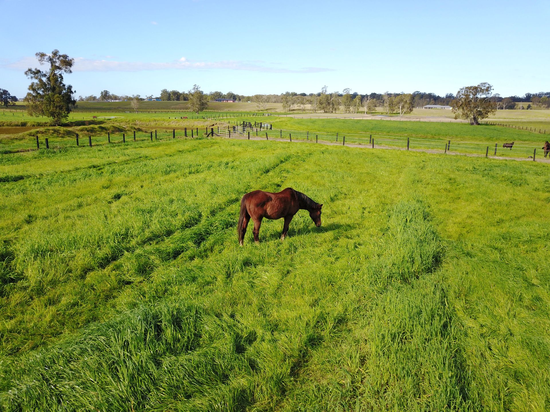 Horse Insemination Kempsey Macleay Valley Veterinary Services