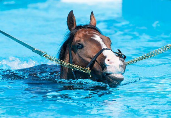 A Horse Swims at Equine Swimming Pool — Equine Vet Kempsey, NSW
