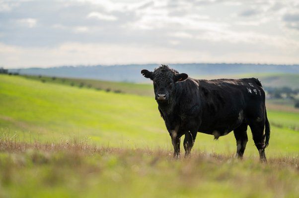 Beautiful Cattle in Australia Eating Grass and Hay — Vet South West Rocks