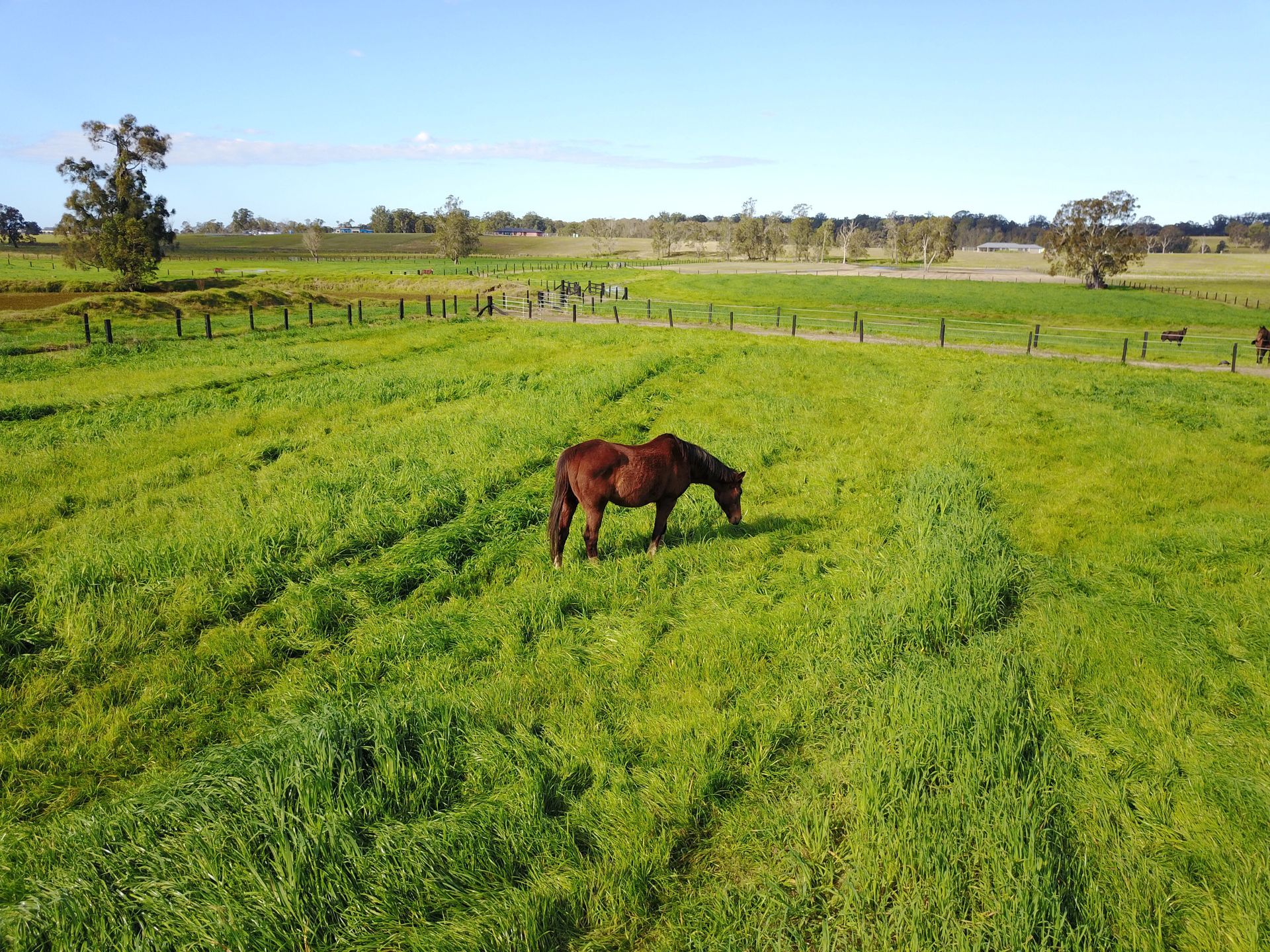 View of Horse on a Field Horse Agistment Kempsey, NSW