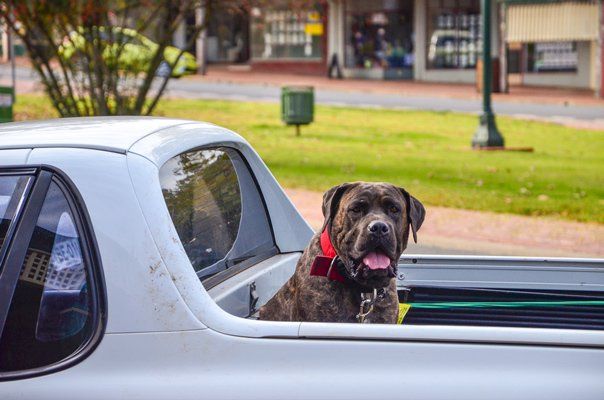 Dog Sitting and Waiting for its Owner at the Back of Vehicle — Vet South West Rocks