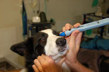 Dog being Examine in the Eye — Vet Hospital Kempsey , NSW