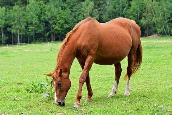 Pregnant Mare — Vet Macleay Valley, NSW