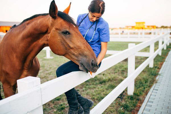 Vet Petting a Horse Outdoors at Ranch — Macleay Valley Veterinary Services