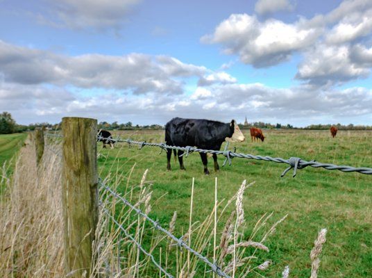 View of Barbed-wire Fence Showing Cattle in the Grass Field — Cattle Veterinary Services Kempsey, NSW
