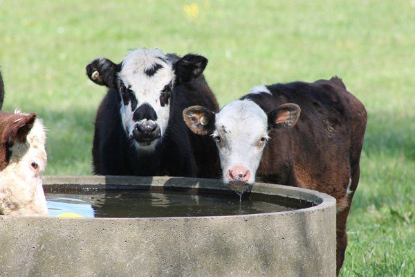 Young Cattle Drinking — Cattle Veterinary Services Kempsey, NSW