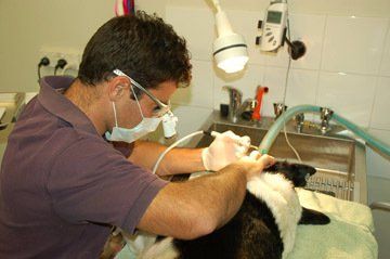 Veterinarian Working — Vet Hospital Kempsey , NSW