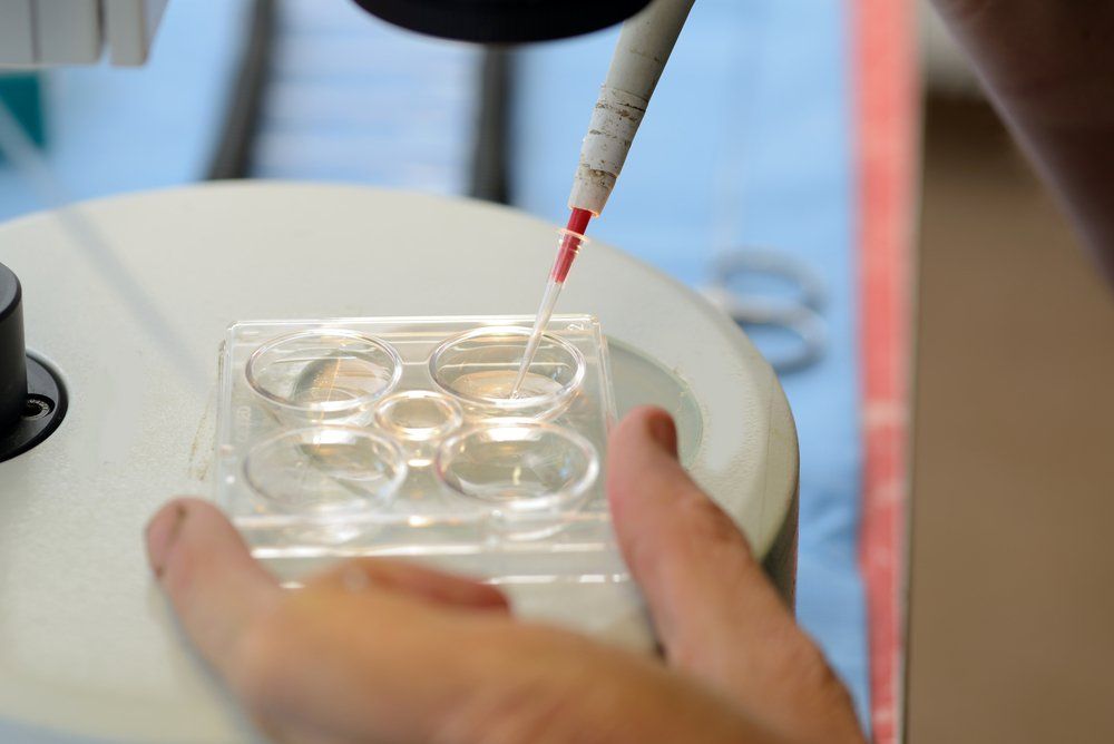 Technician Draws Live Calf Embryo Into — Veterinary Clinic Kempsey, NSW