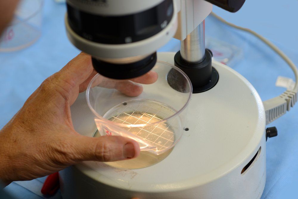 Technician Searches Live Calf Embryos Implantation — Veterinary Clinic Kempsey, NSW