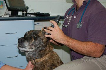 Veterinarian Checking Dog's Ear — Vet Hospital Kempsey , NSW