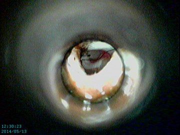 Video Otoscope — Vet Hospital Kempsey , NSW