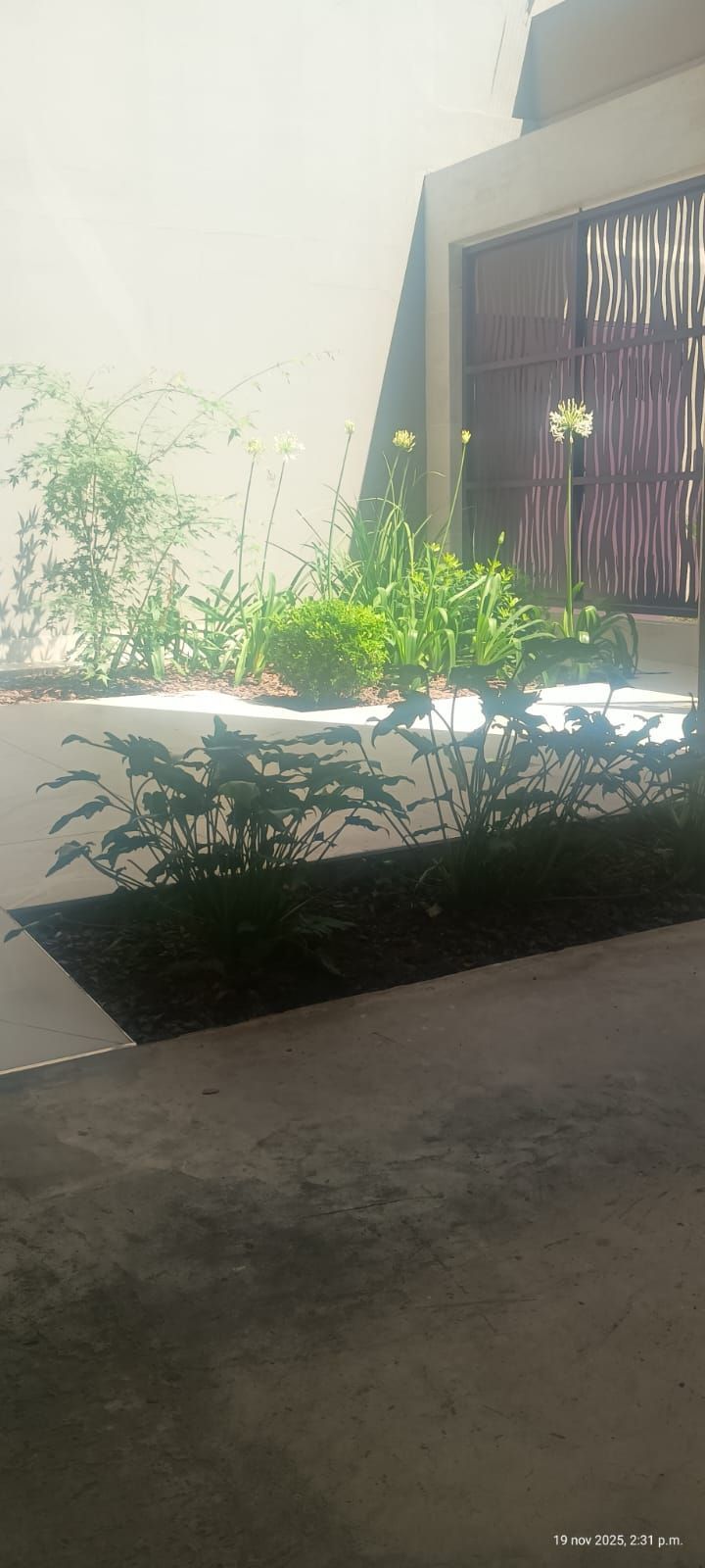 Patio soleado con plantas verdes en macetas junto a una pared blanca y una puerta oscura.