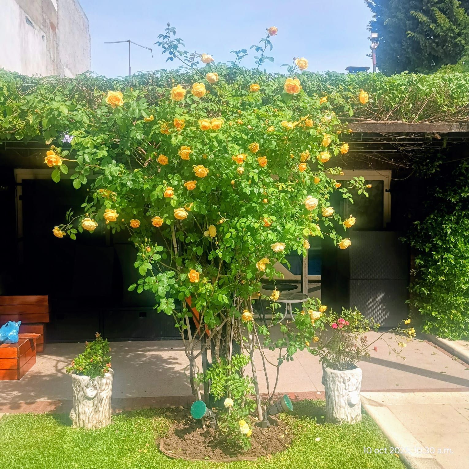 Casa moderna con pérgola de madera, grandes ventanales y un exuberante jardín paisajístico en la parte delantera.