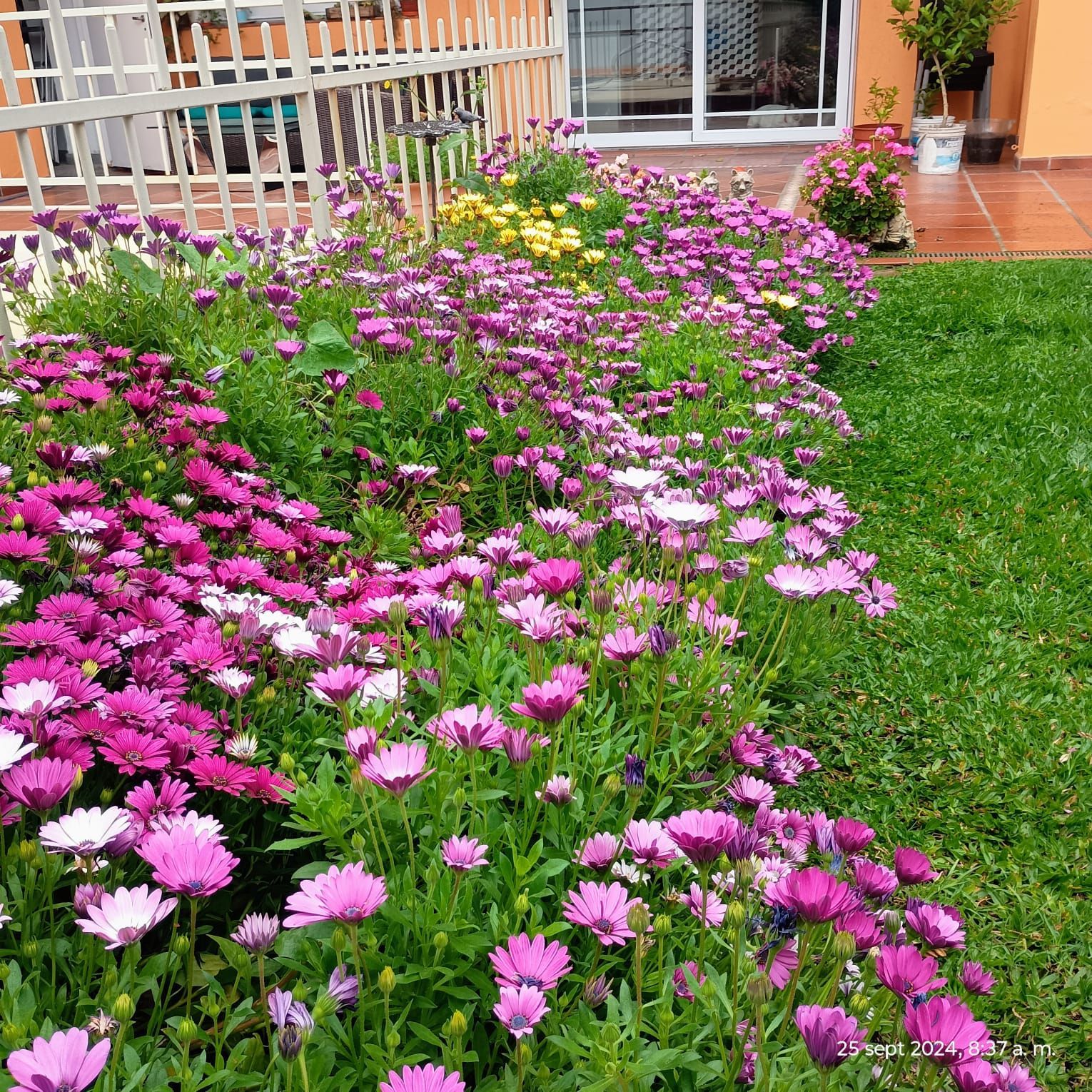 Un hombre inspecciona una maqueta de paisaje colorida sobre una mesa en un jardín soleado.