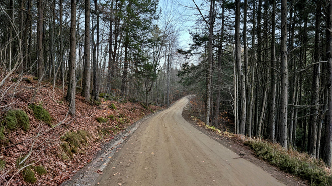 Dirt road winds through a forest of tall trees with bare branches, under a bright sky.