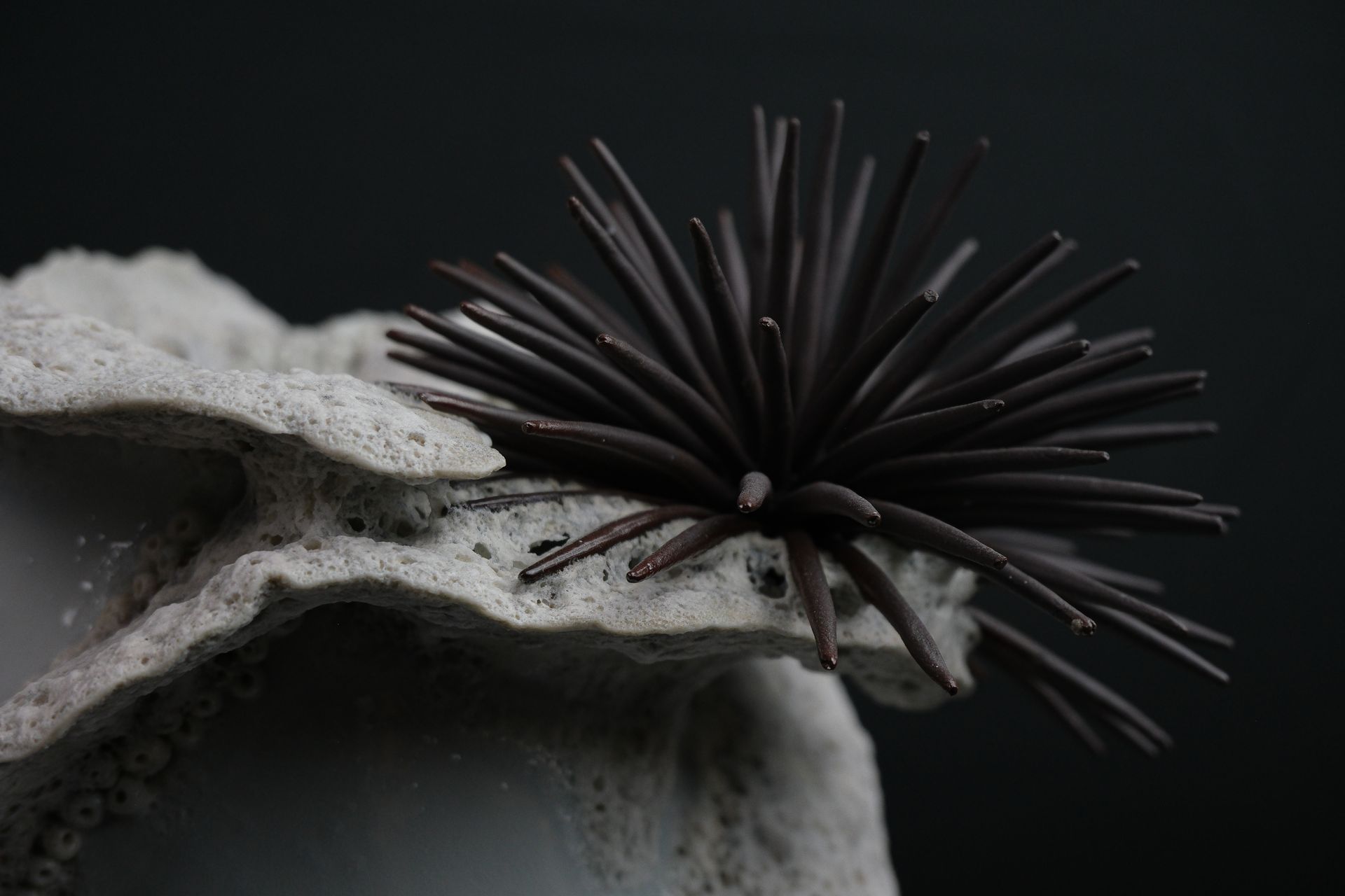 Tucusito Studio Marine Collection
