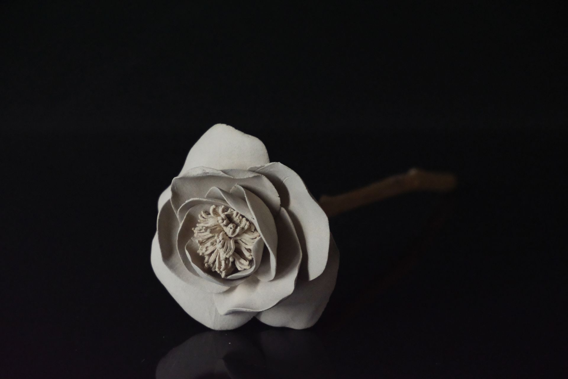 Tucusito Studio Floral Collection