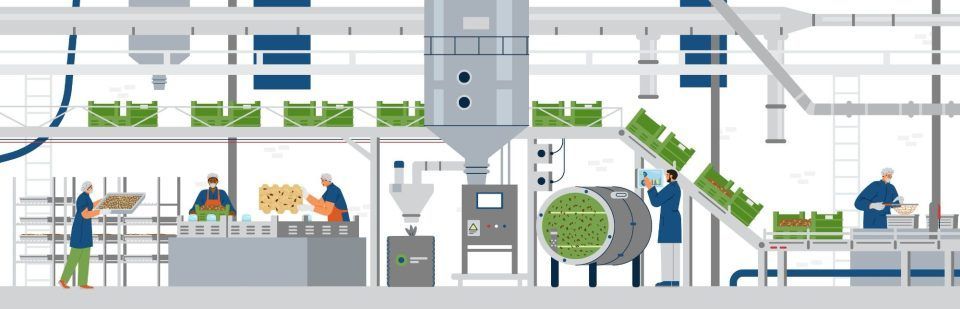 Factory processing greens with workers, conveyor belts, and machinery.