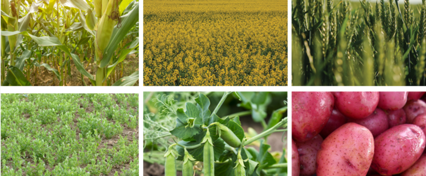 Maximizing Fertilizer Efficiency