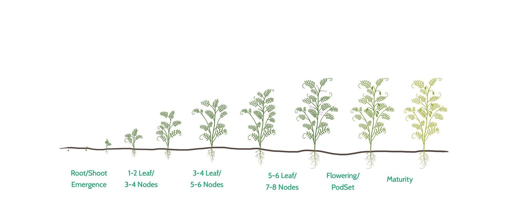 Sunflower Growth Stages