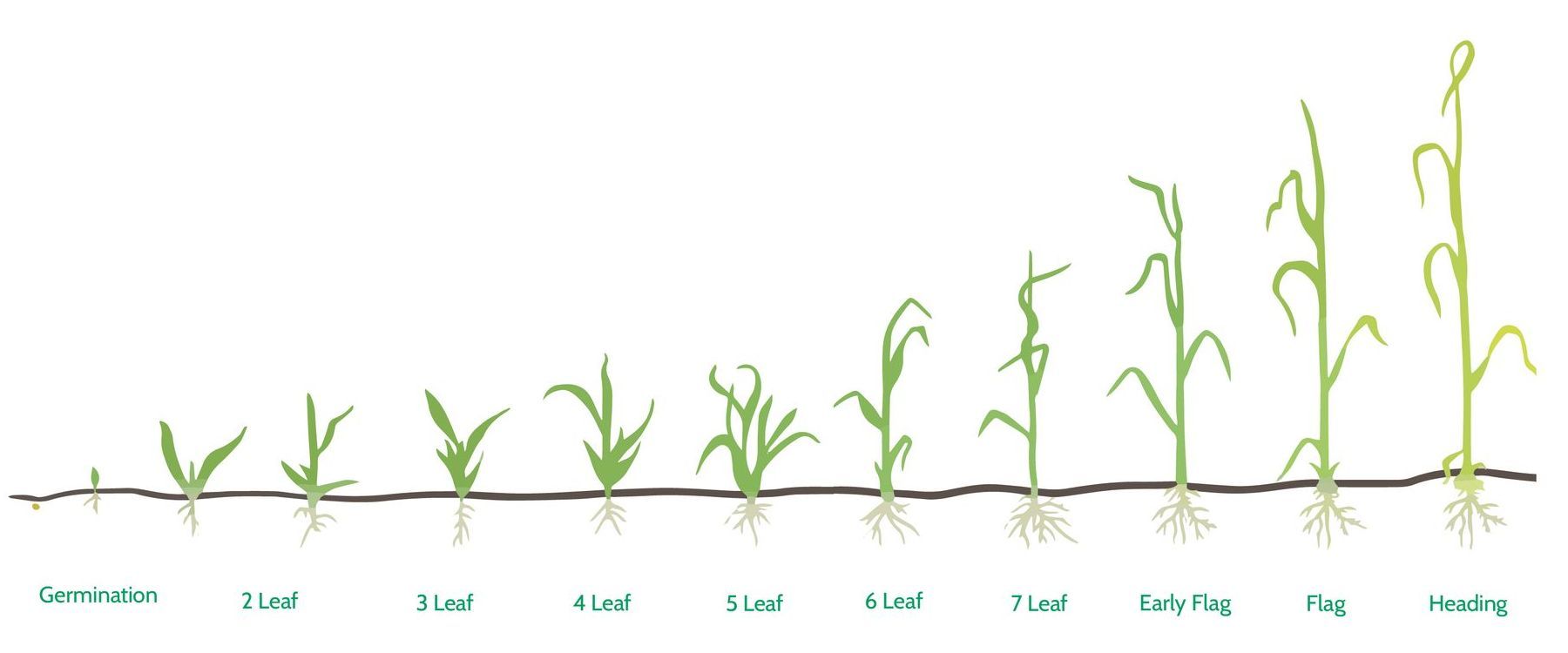 Wheat Stages of Growth