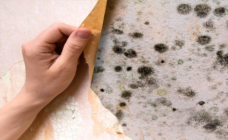 mold damage