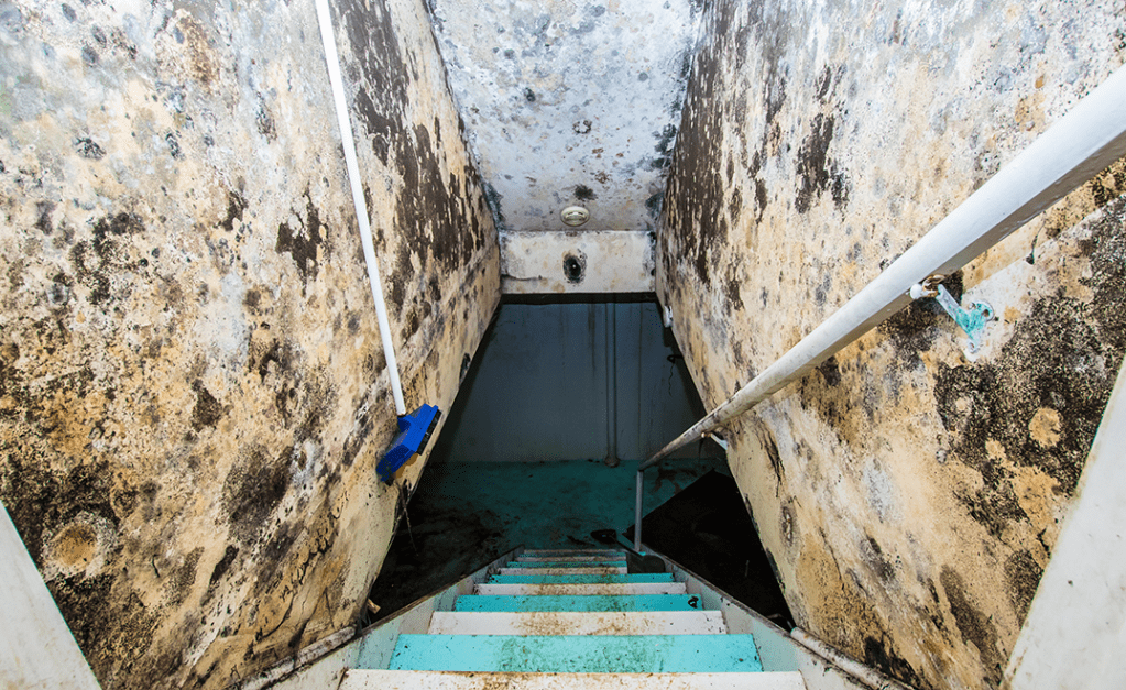 mold on walls