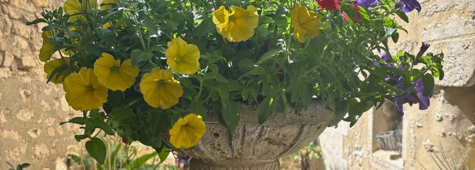 Yellow flowers blooming from a stone planter against a beige wall.