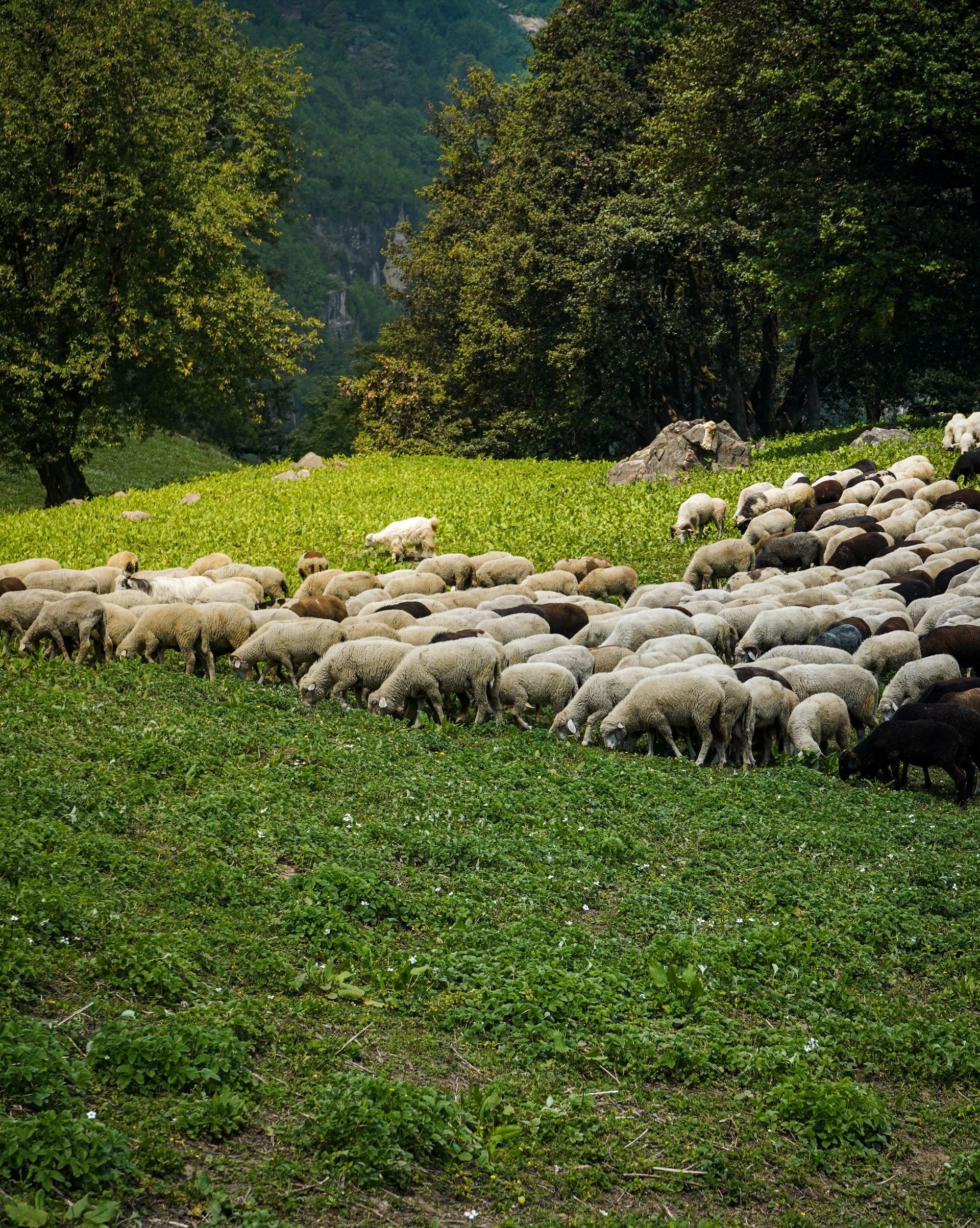 A herd of sheep grazing in a grassy field.